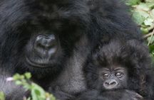 From Kigali: 10 Hour Day-trip Rwanda Gorilla Trekking with Lunch