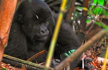 From Kigali: 10 Hour Day-trip Rwanda Gorilla Trekking with Lunch