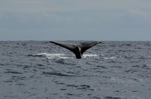 Whale watching in Tenerife. Atlantic Eco Experience