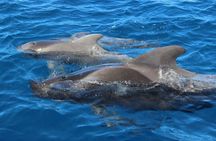 Whale watching in Tenerife. Atlantic Eco Experience