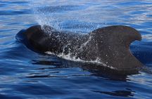 Whale watching in Tenerife. Atlantic Eco Experience