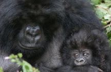 From Kigali: 2-Day Rwanda Gorilla Trekking Experience