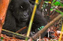 From Kigali: 2-Day Rwanda Gorilla Trekking Experience