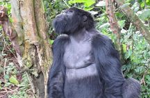 From Kigali: 2-Day Rwanda Gorilla Trekking Experience