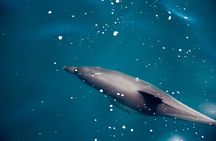Gibraltar Dolphin Adventure