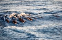 Gibraltar Dolphin Adventure
