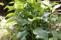 Pirates and Beach Tour with Detention Tours