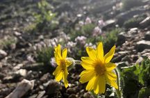 Denali 5 Hour Hiking Tour with Naturalist Guide