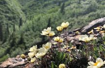 Denali National Park Walking Tour