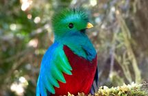 Los Quetzales National Park and Coope-Dota Coffee Experience