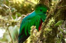 Los Quetzales National Park and Coope-Dota Coffee Experience