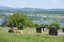 Half-Day Trip to Montmorency Falls and Ste-Anne-de-Beaupré from Quebec city
