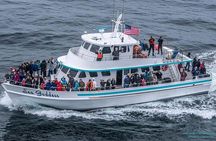 Great White Shark Tour on Monterey Bay 3-4 Hours