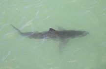 Great White Shark Tour on Monterey Bay 3-4 Hours