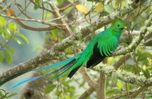 Los Quetzales National Park and Coope-Dota Coffee Experience