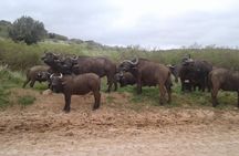 Full Day Addo Elephant National Park Safari wit BBQ:Thentic Tours
