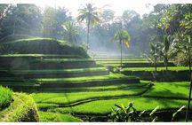 Private Tour:Kintamani Volcano Tour With Entrance Ticket & Hotel Transfer