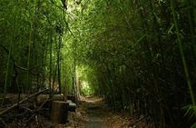 Day Tour to Paronella Park, Lake Barrine and Millaa Millaa Falls