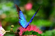 Paronella Park and Millaa Millaa Falls Full-day Tour from Cairns