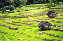 Rice fields terraces of Ban Pa Pong Piang. ( 1 day tour )