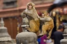 Private Day Trip to Abhaneri Stepwell & Monkey Temple from Jaipur