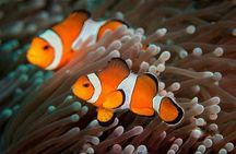 Try Scuba Diving