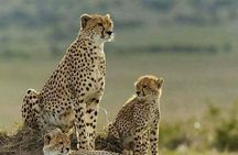 3 Days Masai Mara Budget Camping Safari Experience