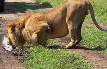 3 Days Masai Mara Budget Camping Safari Experience