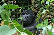 3 days Uganda Gorilla safari tour with relaxation on Lake Bunyonyi