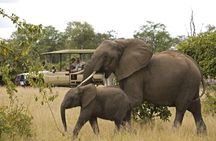 Kruger National Park Full Day Big 5 Safari Tour From Hazyview