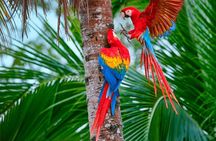 Manu Jungle Tour (4 Days)