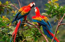 Manu Jungle Tour (4 Days)