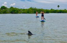 Paddle Board or Kayak Eco Dolphin Manatee Tour