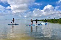 Paddle Board or Kayak Eco Dolphin Manatee Tour