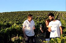 Sherry Experience in the Vineyard