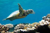 Private Abu Dabbab over day Snorkel With Turtles - Marsa Alam