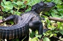 Saint Petersburg Preserve Bike Tour 
