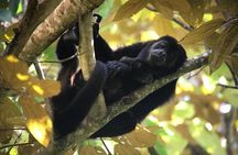 Manuel Antonio Park Private Nature Guided Tour Experience 