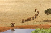 5 Day Tsavo [East & West] Amboseli & Taita Wildlife Park Safari Expedition
