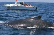 Samaná Whale Watching + Cayo Levantado from Samaná Port in Catamaran