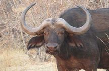 Serengeti N. Park_ Lake Manyara and Tarangire National park 