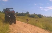 Serengeti N. Park_ Lake Manyara and Tarangire National park 