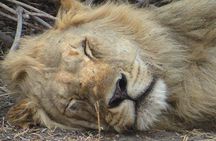 Serengeti N. Park_ Lake Manyara and Tarangire National park 
