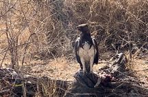 Kruger National Park Full Day Big 5 Safari Tour From Hazyview
