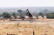 Ultimate Safari to Pilanesberg National Park From Johannesburg