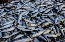 South Gambia Tour - Fishing village and Paradise Beach
