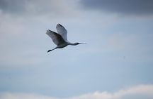 Half-Day Birding Tour of Livingstone