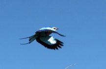 Half-Day Birding Tour of Livingstone