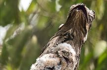 Birdwatching Tour Manuel Antonio / Esquipulas Private Tour 