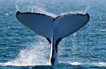 Deluxe Mega Fauna Humpback or Whaleshark Swim Ningaloo Reef